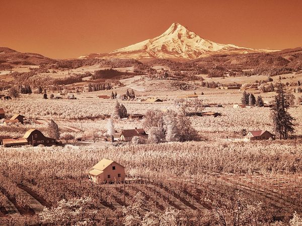 Eggers, Terry 아티스트의 USA-Oregon-Columbia Gorge Infrared of spring orchards in bloom and Mount Hood작품입니다.